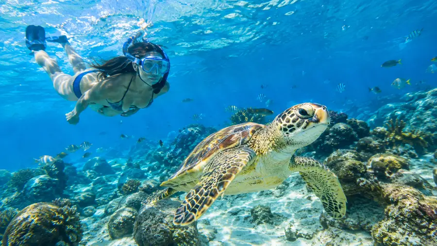 A Guide to St Thomas Marine Life Fish Rays and Octopuses