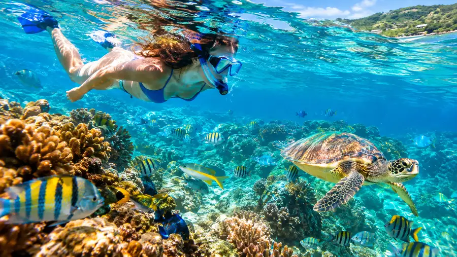 Plage de Coki Point : Guide des eaux cristallines et de la vie marine